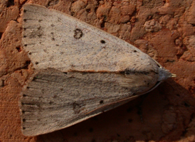 Dead-wood Borer